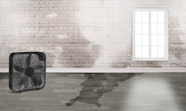 Best Water damage contractors near me  in Barboursville, WV